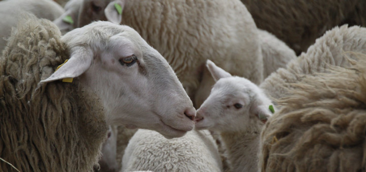 Vegan Ethics - Sheep Wool